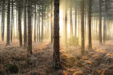 Mirkwood, 2025