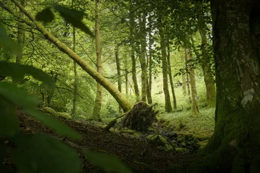 Sentinel Tree, 2024