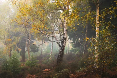 Tales of Madeira