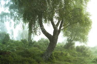 Tales of the Forest III, 2024