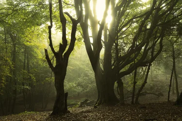 Tales of the Forest II, 2024