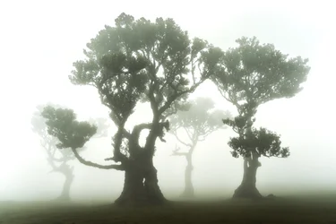 The Forest Remains