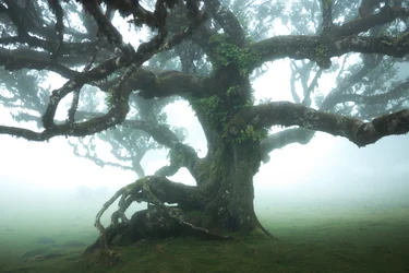 The Forest Remains IIII
