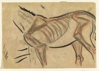 Skeleton of a Horse