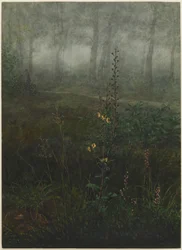 Gray Mullein in the Undergrowth