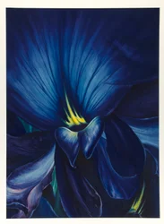 Chinese Delphinium