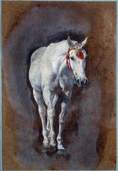 A Horse Drawing