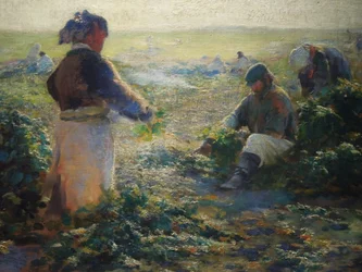 Digging Beets I