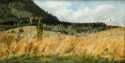 Cornfield