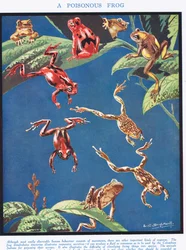 A Poisonous Frog, Illustration from 