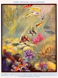 Australian coral reef
