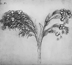A Long-Stemmed Plant