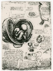 Anatomical Sketch of a Human Foetus in the Womb