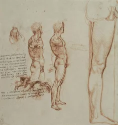 Anatomy Studies