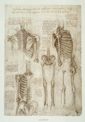 Anatomy Studies