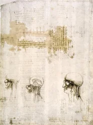 Anatomy Studies