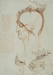 Anatomy Studies