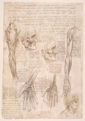 Anatomy Studies