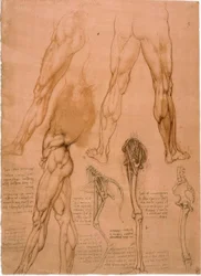 Anatomy Studies: Leg Musculature