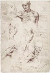 Anatomy Studies: The Surface Muscles of Neck and Shoulder