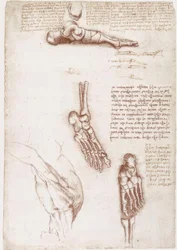 Anatomy Studies: Surface Anatomy of the Shoulder / Bones of the Foot