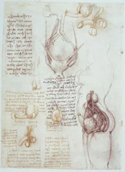 Anatomical studies: Comparative depictions of male and female genitalia