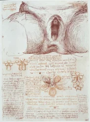 Anatomy Studies: Vulva of a Multiparous Woman after Birth