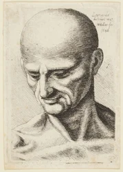 Bald-headed Man
