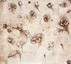 Botanical Table, Drawing 237