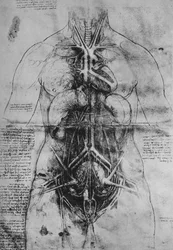 Dissection of the Principal Organs of a Woman
