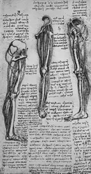 Drawings of a Left Leg Showing Bones and Tendons, c. 1480