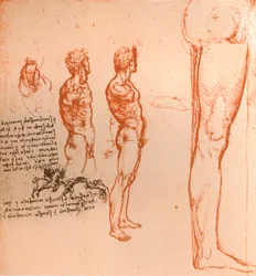 Drawings Showing the Movements of the Human Figure and Warriors Fighting
