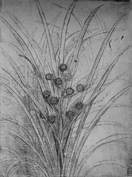 Flowering Rushes