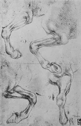 Four Studies of Horses Legs