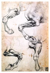Four Studies of Horses