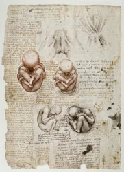 Fetus in the uterus