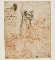 Human Bust in Profile with Study of Proportions