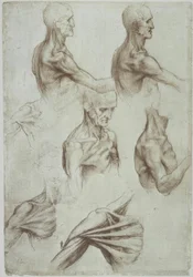 Leonardo / Neck-Shoulder Musculature / f. 136v