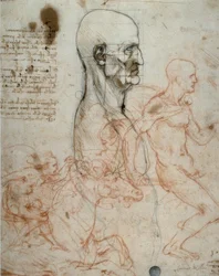 Proportional Scheme of the Human Head and Rider Studies