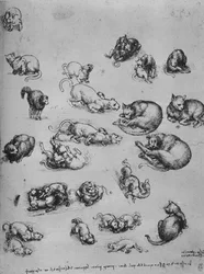 Studies of Cats and of a Dragon