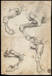 Studies of Horses Leg