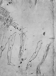 Studies of Legs, of the Bones and Tendons of a Leg, of an Arm, and of the Bones and Tendons of an Arm