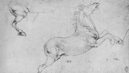 Studies of a Rearing Horse and a Horses Hind-Quarters