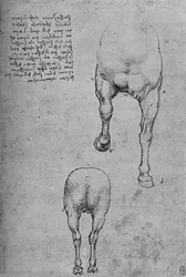 Studies of the Fore-Quarters and of the Hind-Quarters of a Horse, c1480