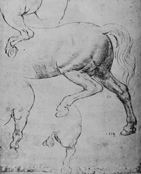 Studies of the Hind-Quarters and of the Hind-Legs of a Horse