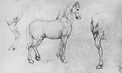 Study of a Horse, Its Near Hind-Leg and Its Hind-Quarters, c. 1480
