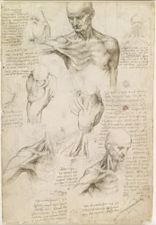 Superficial Anatomy of the Shoulder and Neck