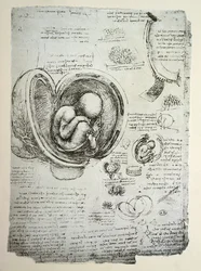 The Human Foetus in the Womb, facsimile copy