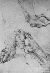 Three Studies of the Paws of a Dog or Wolf