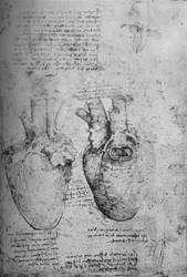 Two Drawings of the Heart, c1480